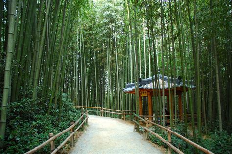 The Enchanted Bamboo Forest! A South Korean Folk Tale That Whispers Secrets About Greed and Gratitude.